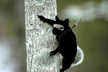 NINJA Squirrels.png