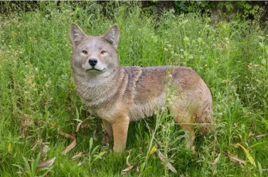 Coyote Standing Statue_ 1bImage.webp