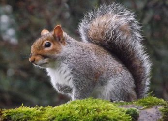 Grey Squirrel.JPG