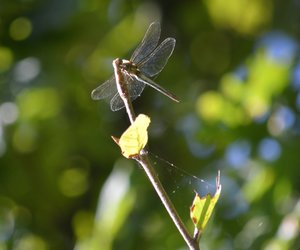 Dragonfly.jpg