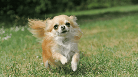 Long-Hair-Chihuahua-720x405.png