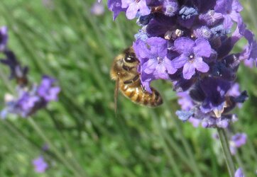 Bee on Lavender.jpg