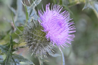 thistle.jpg