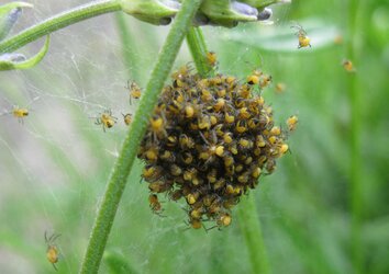 baby spiders.jpg