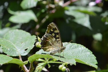 speckled wood.jpg