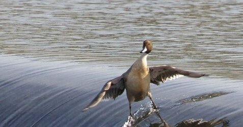 Duck surfing.jpg