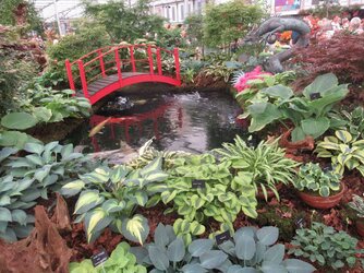 Chelsea 2023 - Pavilion - Hostas.jpg