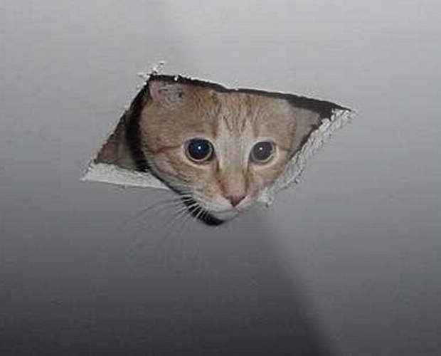 ceiling-cat-1.png